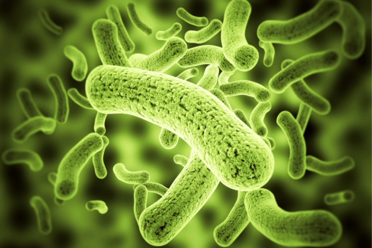 bacterias